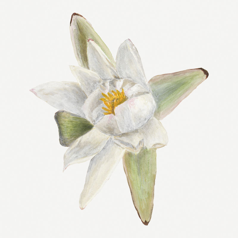 复古睡莲花psd插画