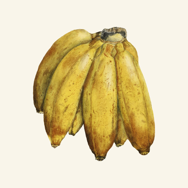 经典香蕉图解矢量