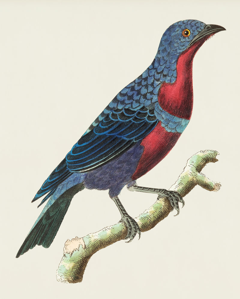 来自自然者的紫胸喋喋不休的插图；乔治·肖（1751-1813）的《s杂项》（1789-1813）
