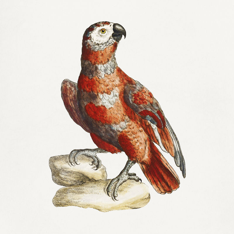 岩石上的鹦鹉复古插图