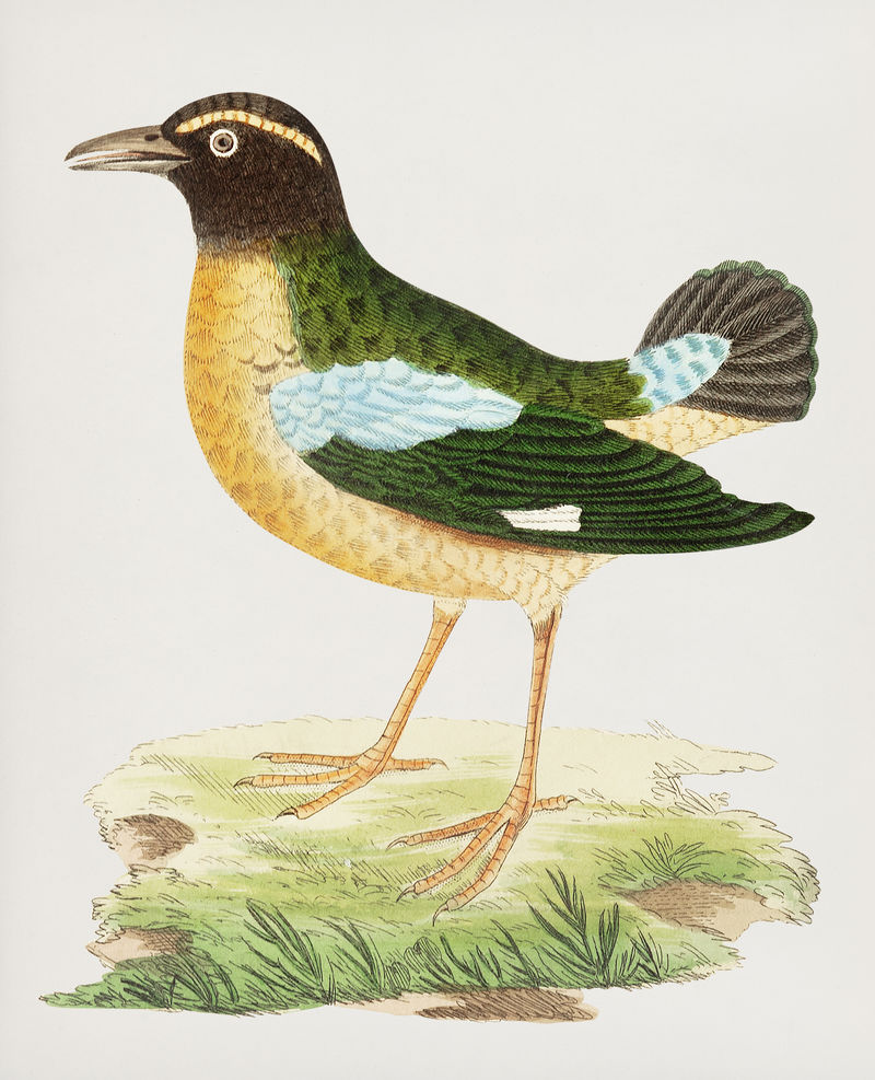 博物学家的短尾乌鸦或绿乌鸦插图\u0026#39；乔治·肖（1751-1813）的《s杂项》（1789-1813）