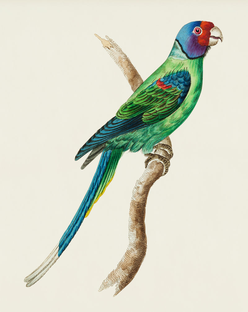 来自博物学家的弗里迪犹他鹦鹉或长尾绿鹦鹉插图；乔治·肖（1751-1813）的《s杂项》（1789-1813）