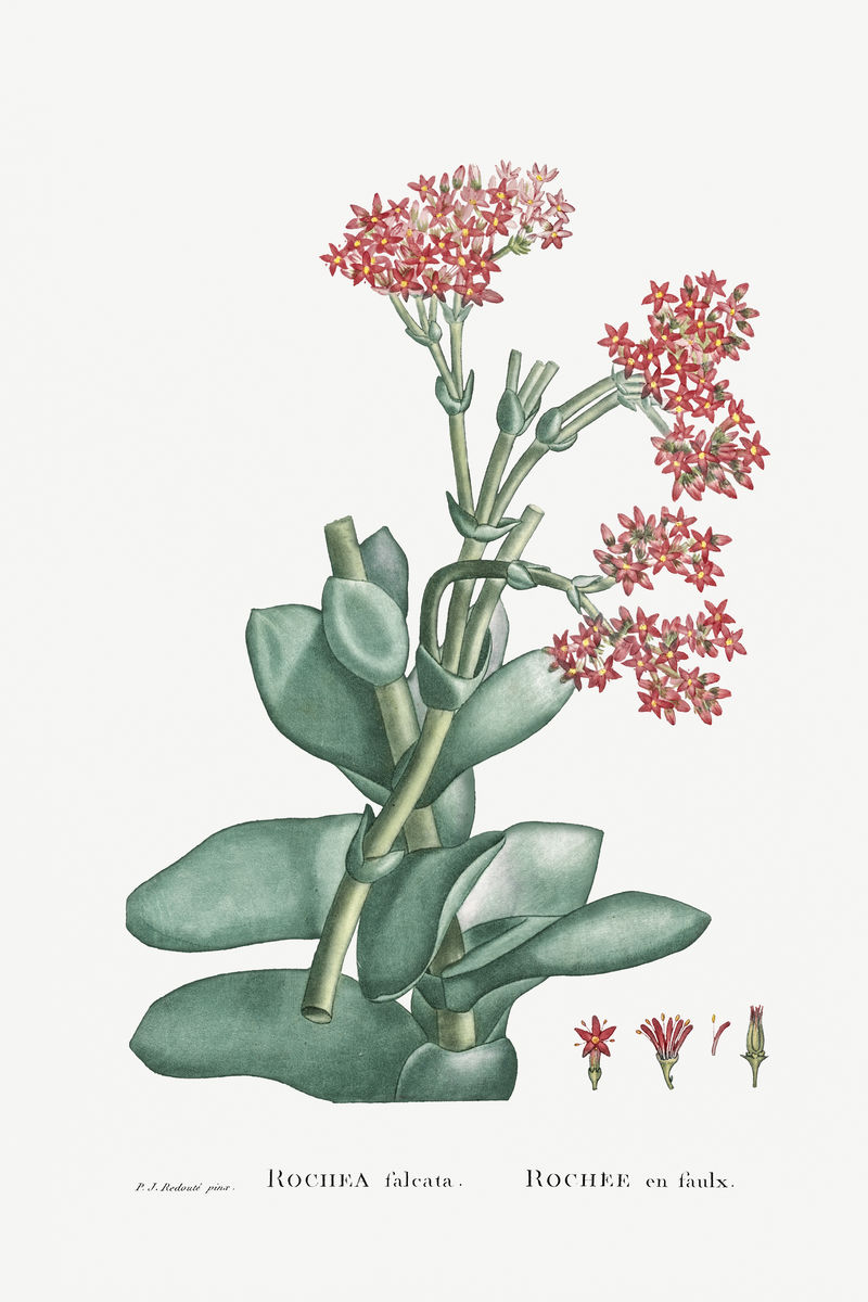 手绘罗氏镰刀(螺旋桨装置)示意图