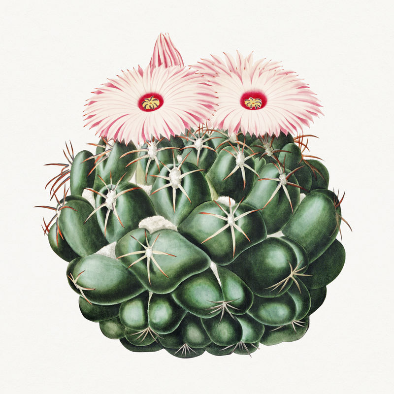 古董大象'；s牙仙人掌设计元素