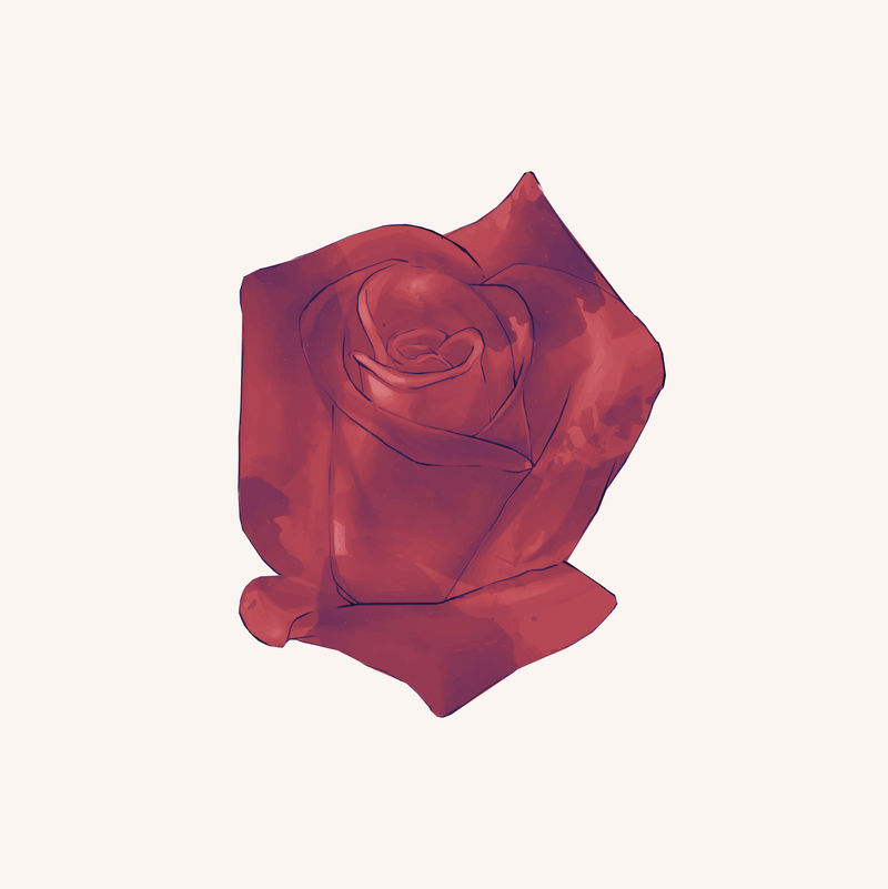画红玫瑰的插图