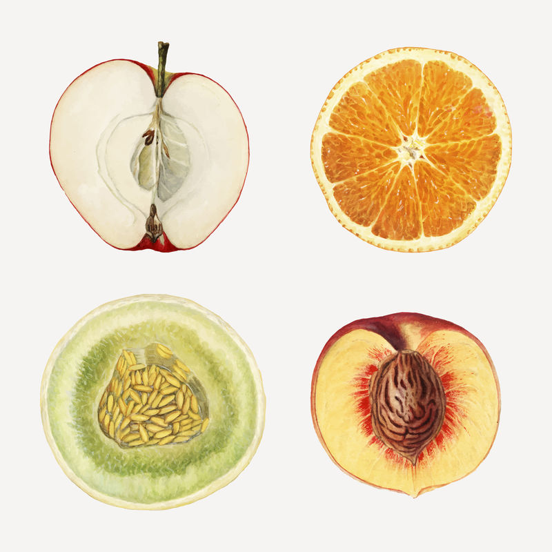 手绘热带水果集矢量