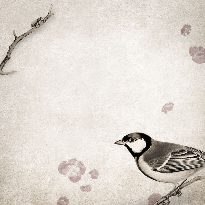 塔尔戈克斯大山雀在一个肮脏的棕色背景插图