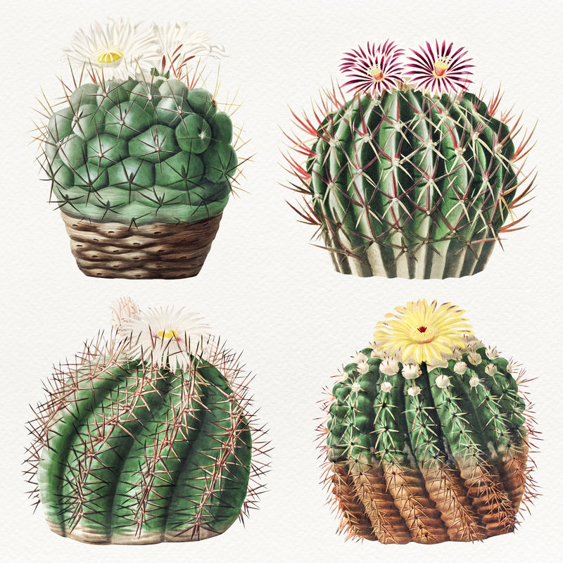 复古绿色仙人掌花卉插画集