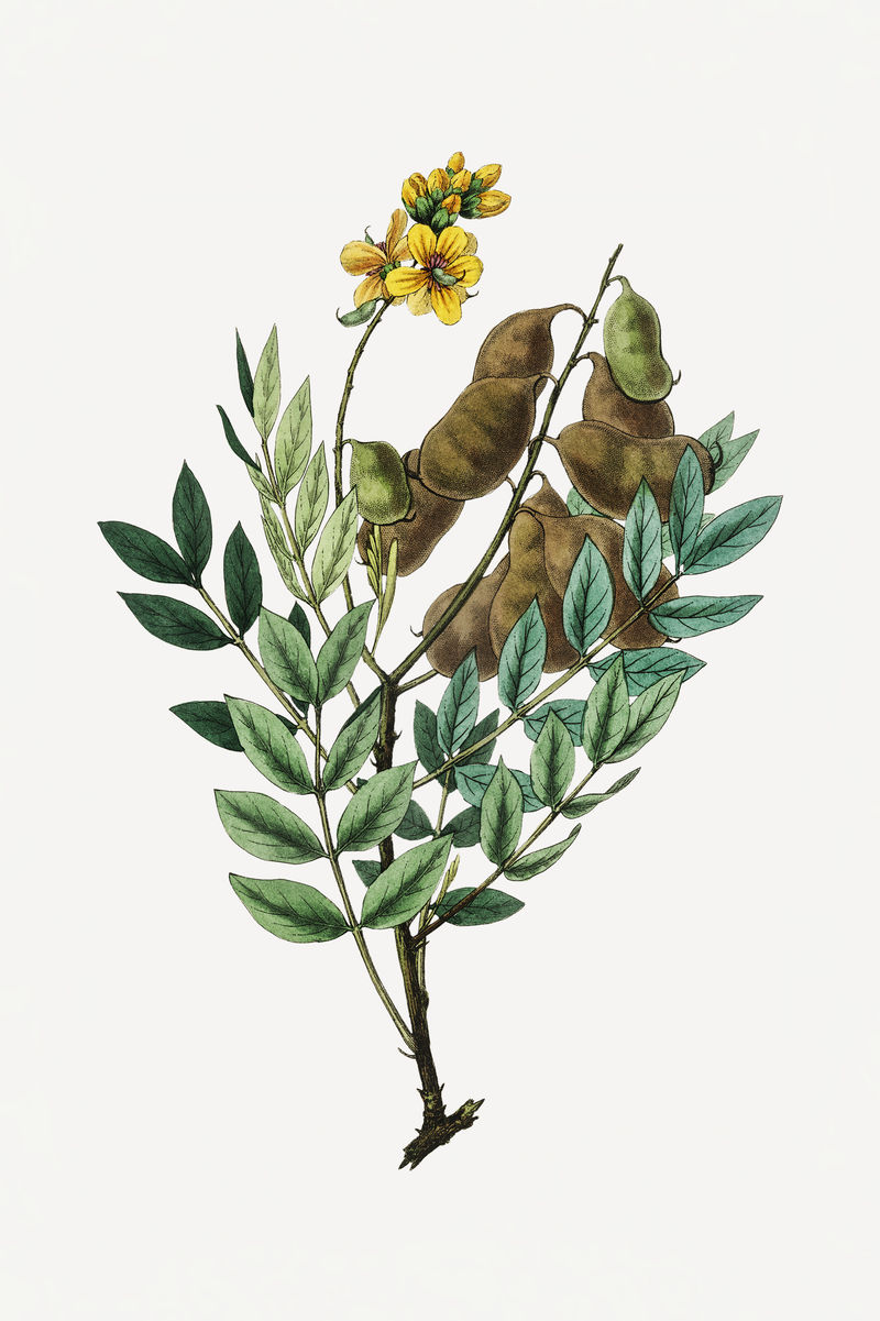 植物psd番泻叶植物复古素描