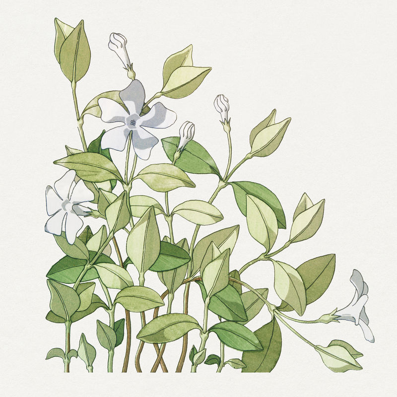 复古长春花设计元素