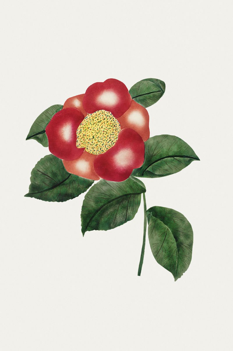 中国花卉古董插画