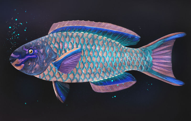 queen parrotfish图片