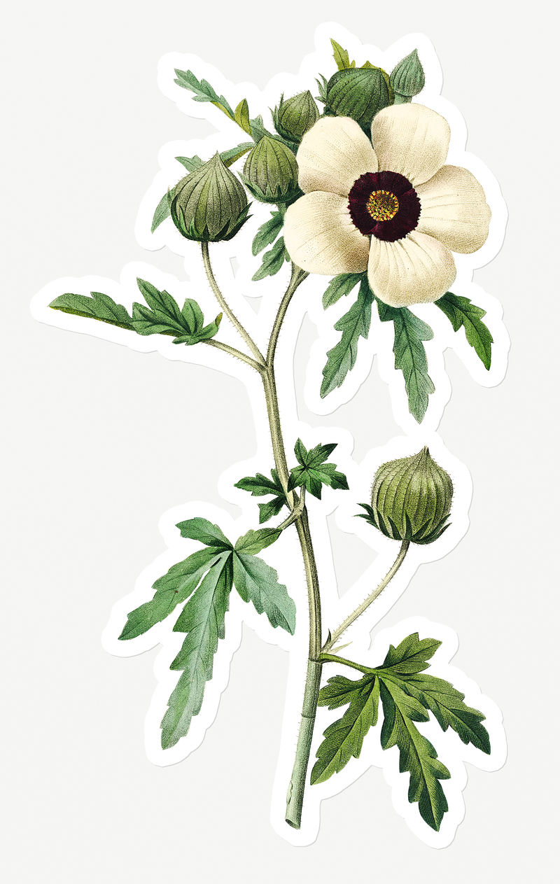 威尼斯锦葵花贴纸设计资源