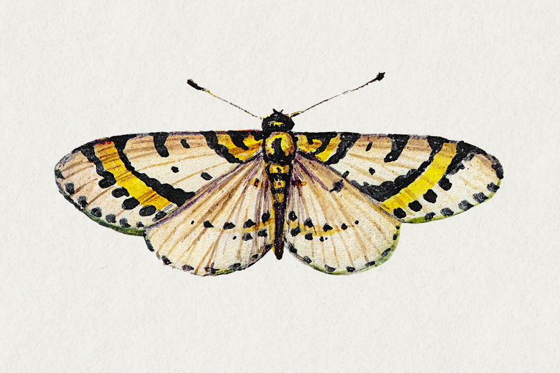 复古黄蝶昆虫手绘