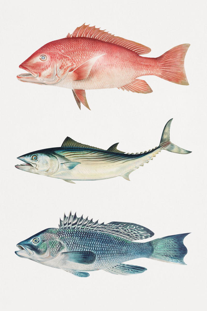 复古鱼插画套装