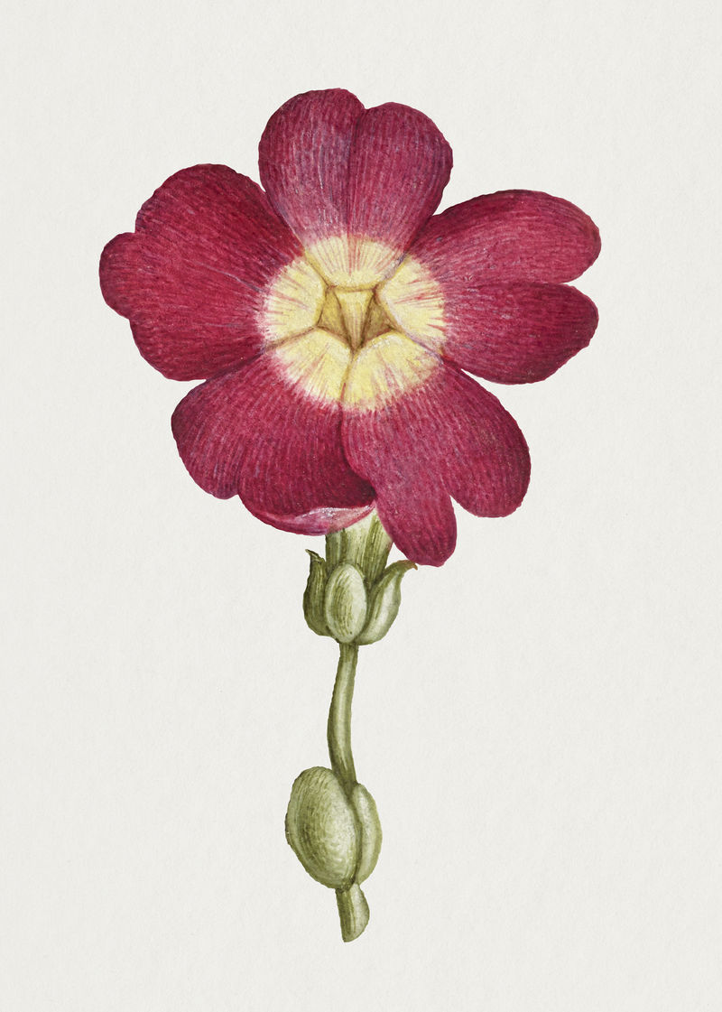 红色报春花手绘