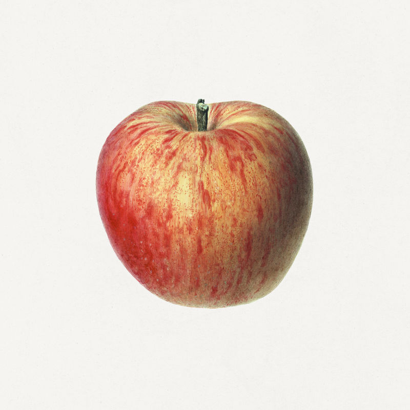 复古红苹果插图模型