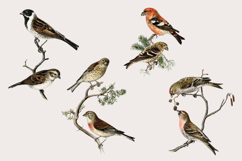 矢量混合鸟手绘集