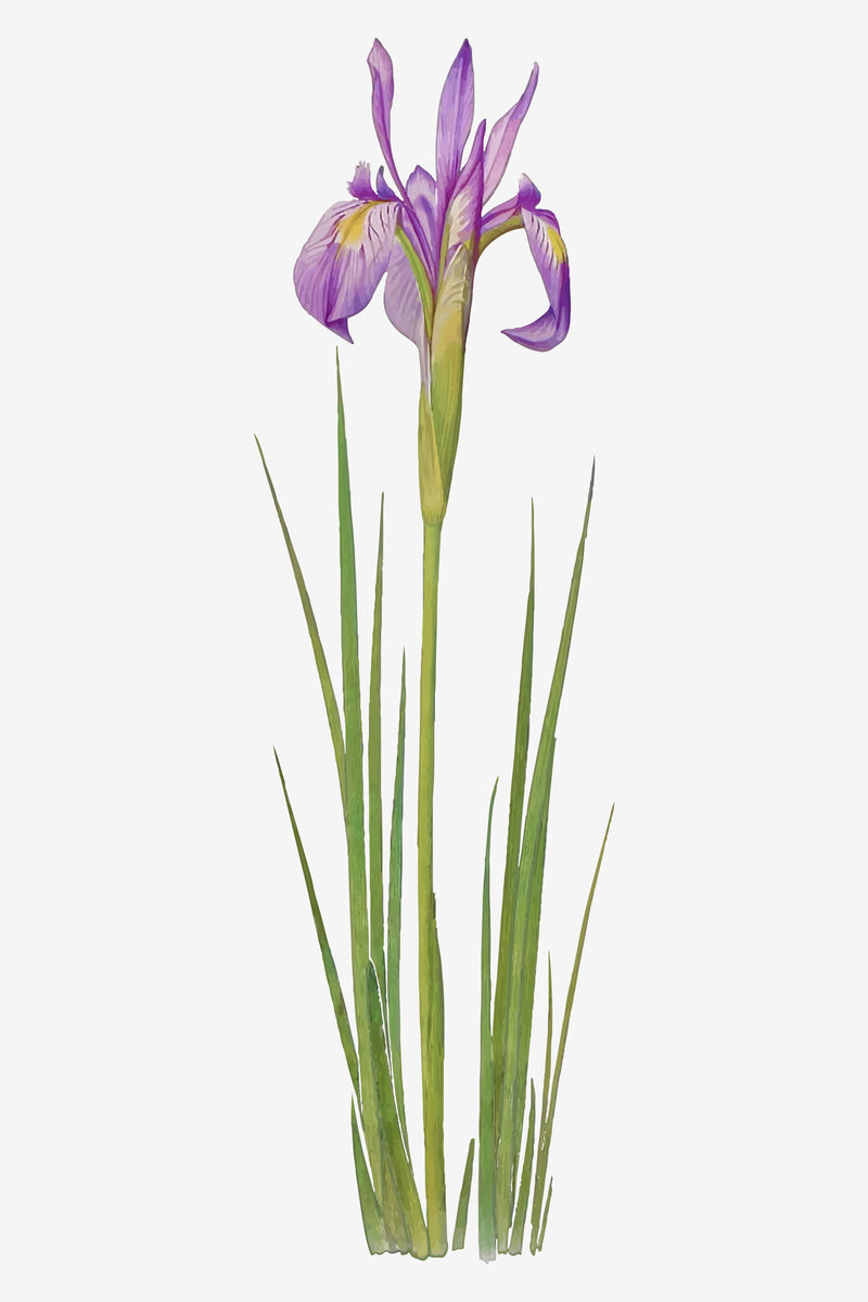 复古鸢尾花插图矢量