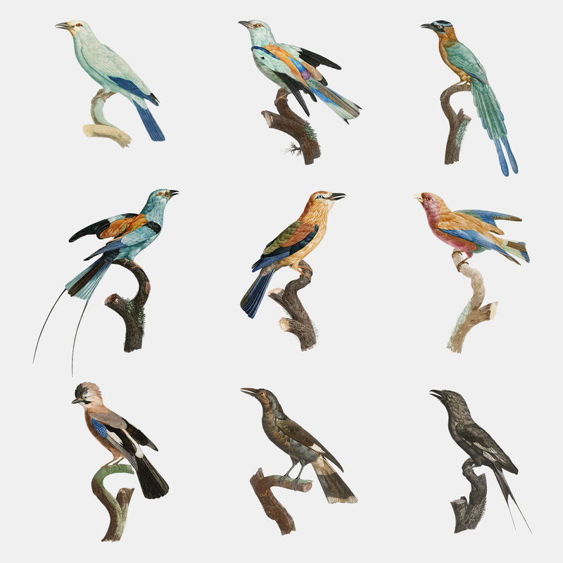 复古鸟类动物贴纸套装