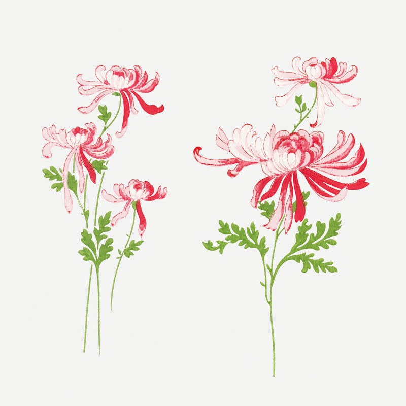 Psd菊花复古植物剪贴画