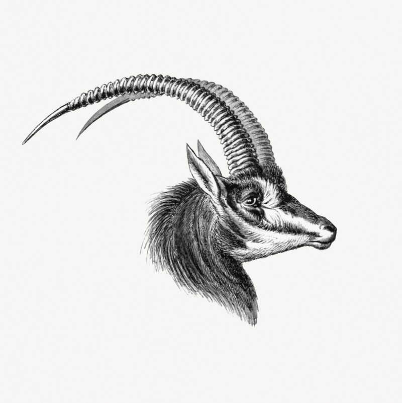 古董羚羊野生动物插图