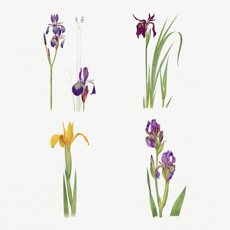 复古鸢尾花插画集模板