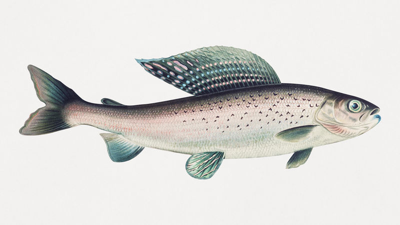 复古北极格雷林插图