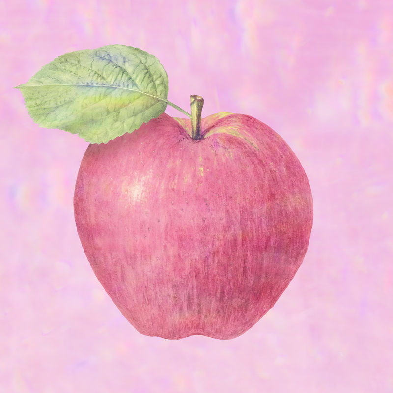 淡粉色苹果插图