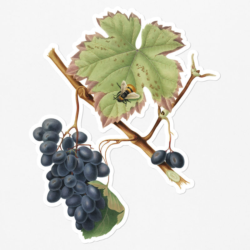 手绘白边巴贝拉葡萄串贴纸