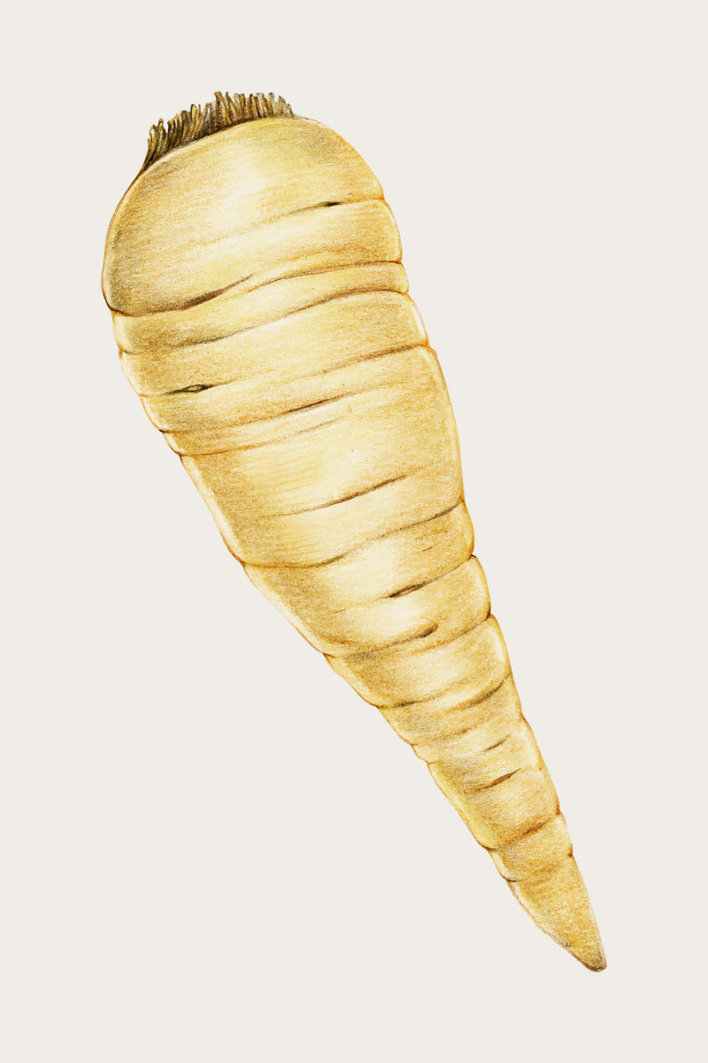 新鲜萝卜复古矢量手绘