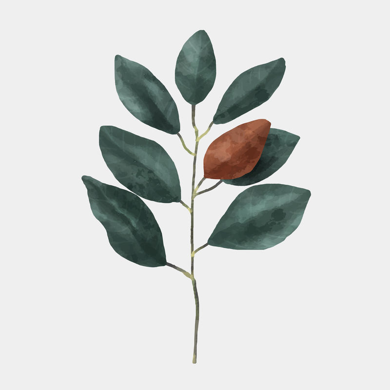 水彩绿叶植物手绘插图