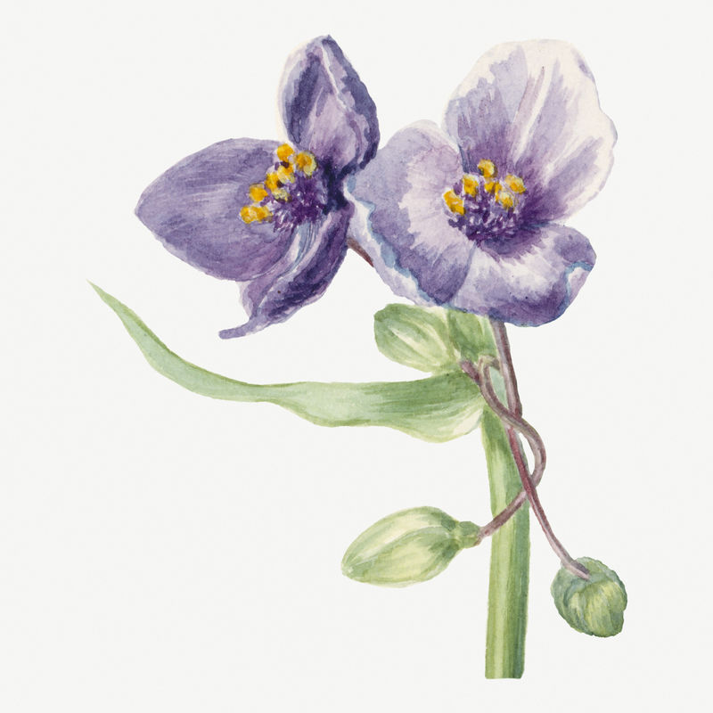 弗吉尼亚蜘蛛草psd夏季花卉植物复古插图