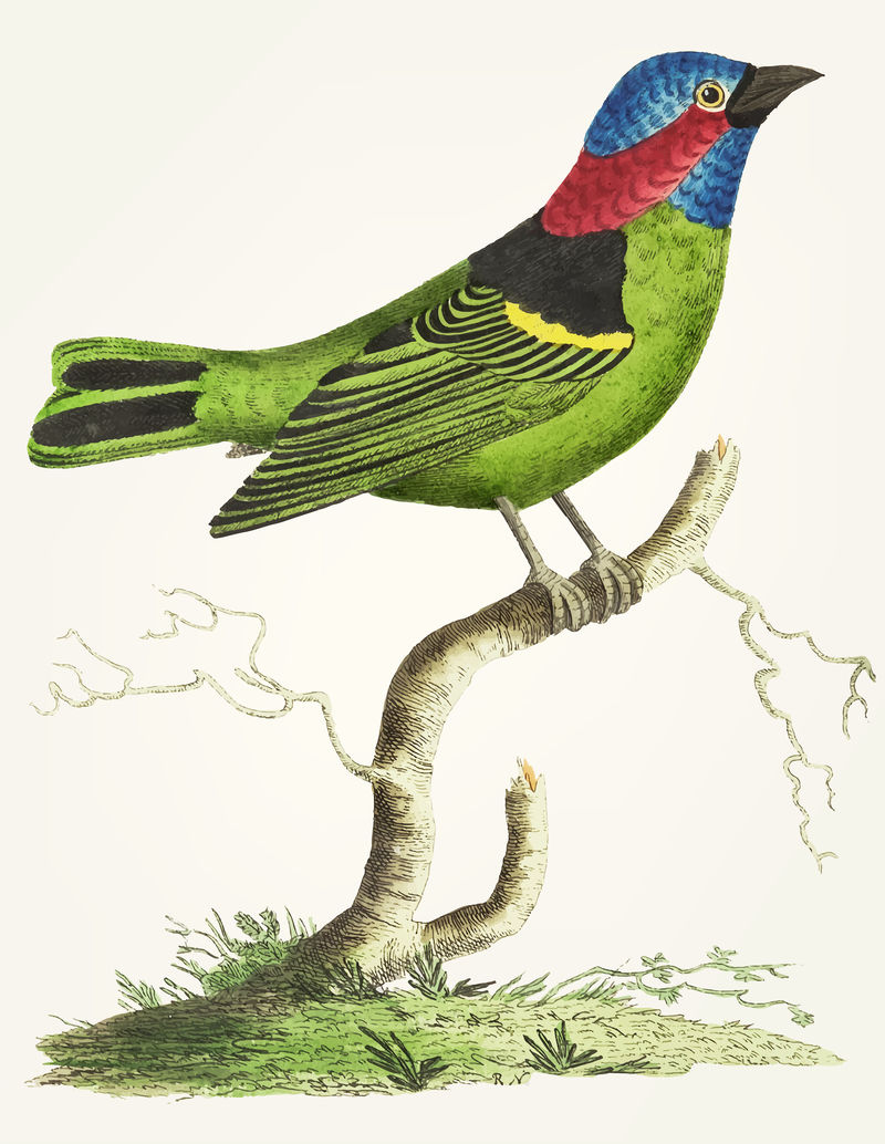 绿色唐纳格的复古插图