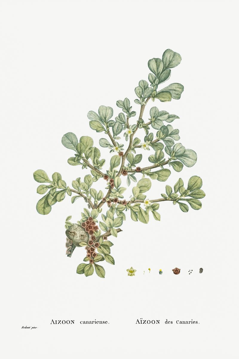 手绘加拿大艾祖恩插图