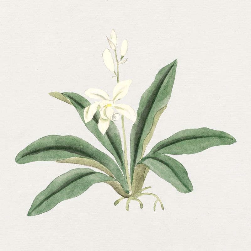 花psd白色卡特利亚兰花仿古风格复古日本艺术由大卫·默里收藏