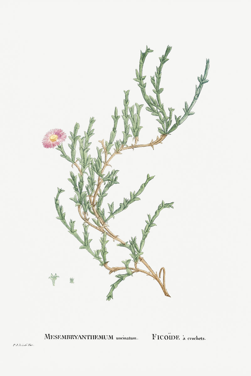 手绘钩状中胚层(Ruschia Uncinata)插图