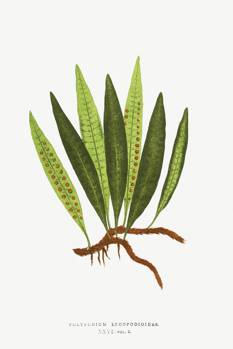 石松蕨复古插图模型