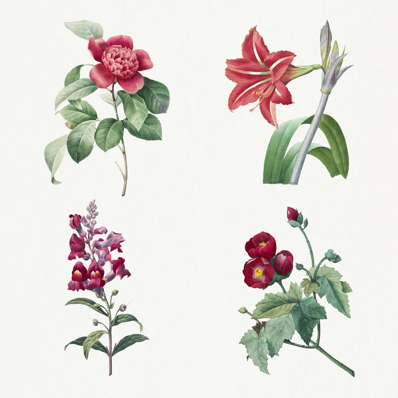 复古红花psd植物艺术印花套装由Pierre Joseph Redouté的艺术品混合而成