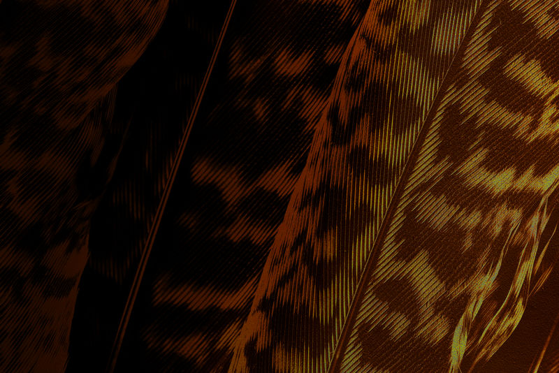 深棕色卡拉西亚斑马叶背景