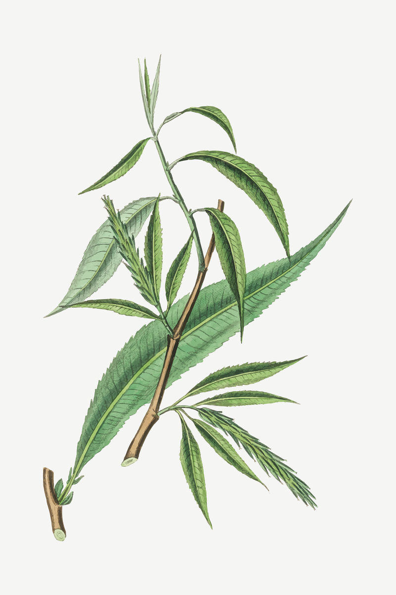 矢量植物柳叶插图