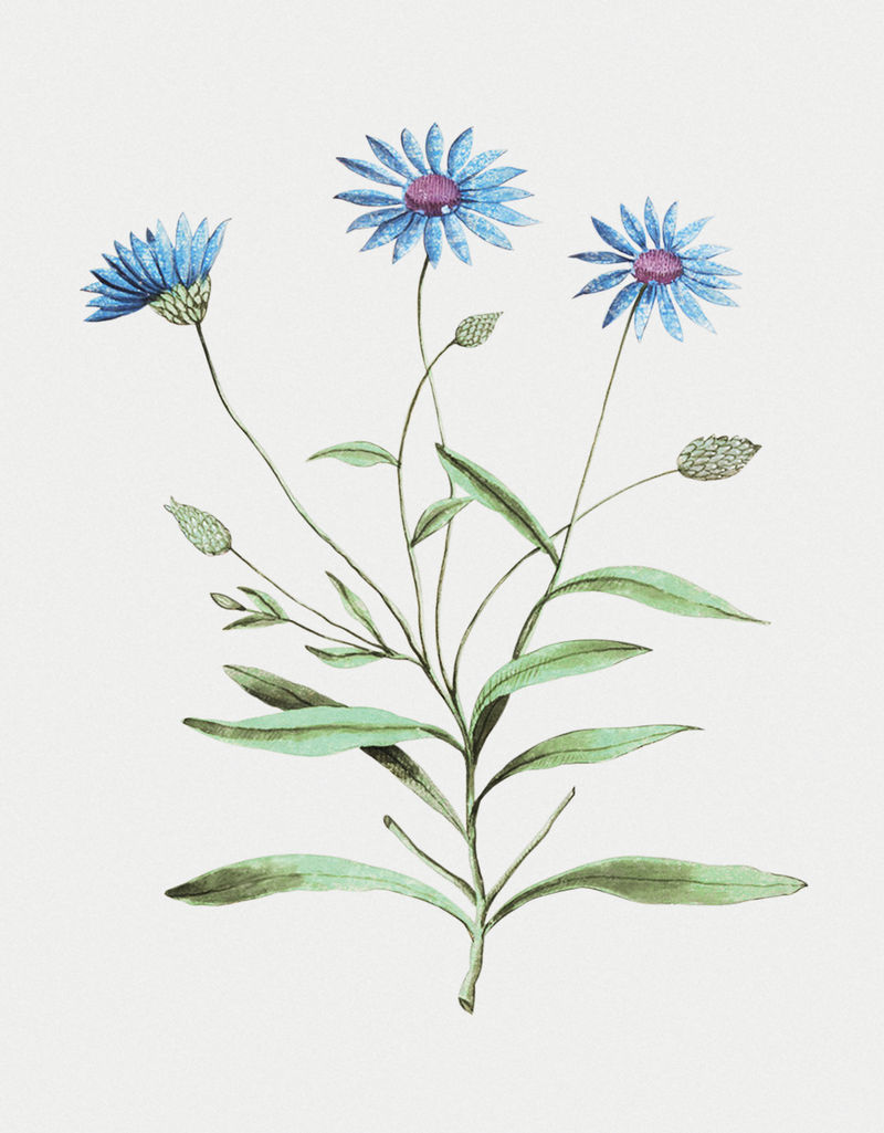 复古蓝色草花插画