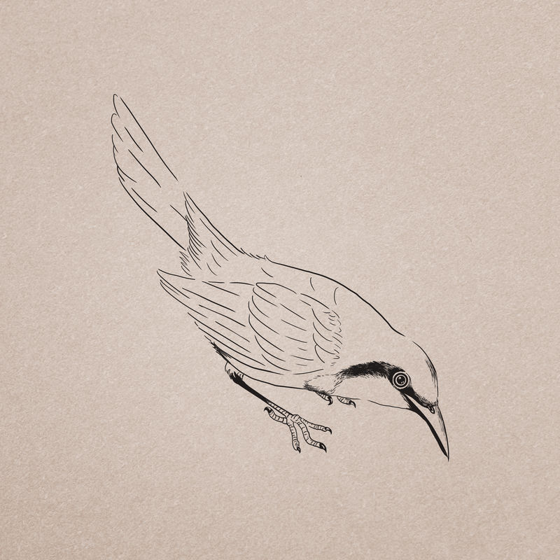 手绘华丽的丛林伯劳鸟插图