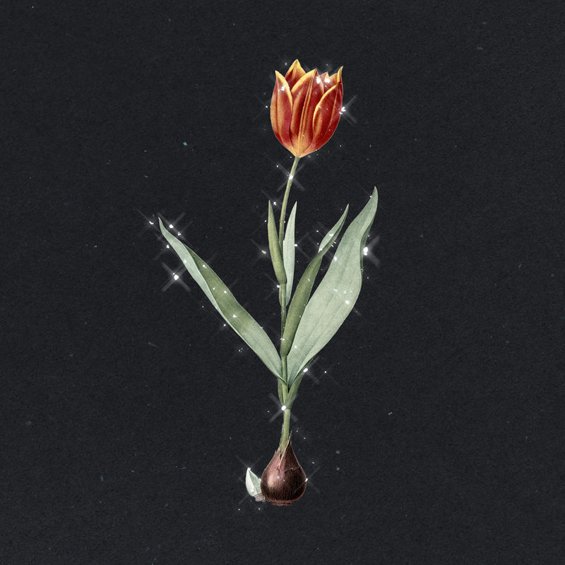 手绘闪亮橙色郁金香花设计元素