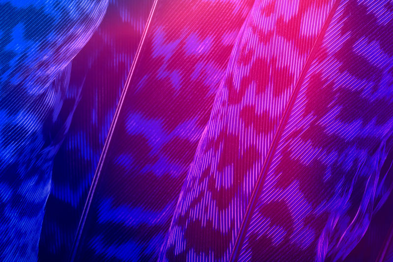 粉色和蓝色卡拉西亚斑马叶背景