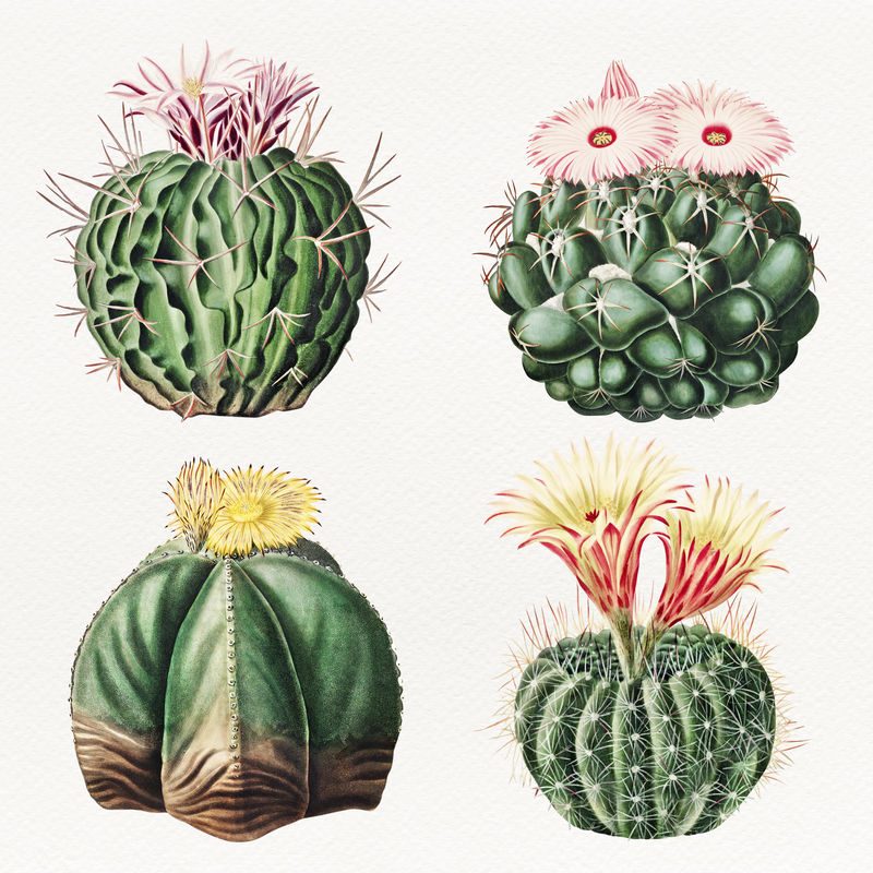 复古仙人掌插图套装