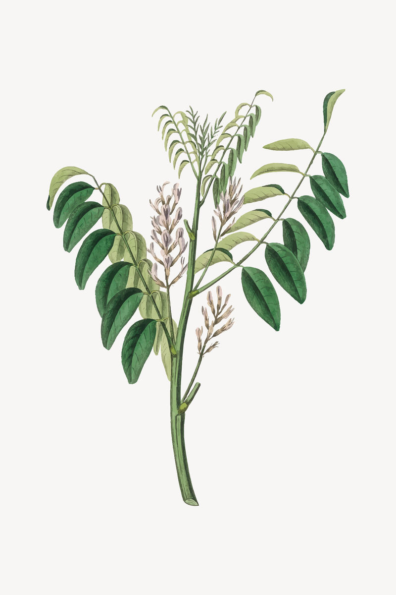 药用甘草植物载体复古植物素描