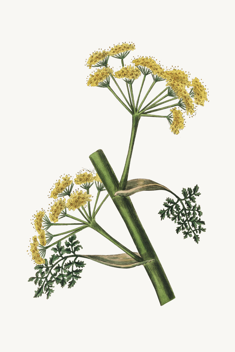 植物psd波斯阿魏植物复古素描