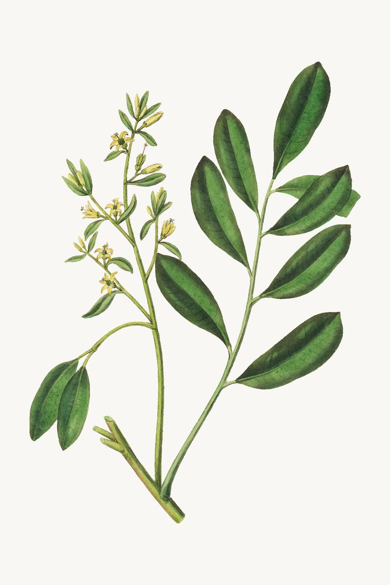 植物病媒紫檀叶和花插图