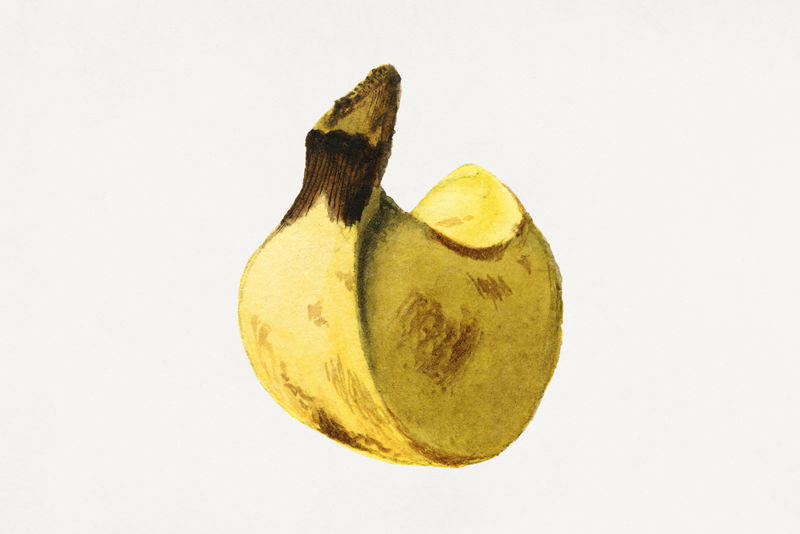 复古香蕉插画模型